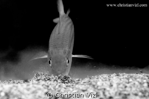Fish dwelling the sand for searching for food, Ixtapa Isl... by Christian Vizl 
